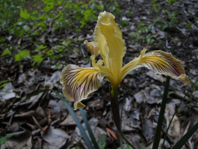 Siskiyou Golden Iris
